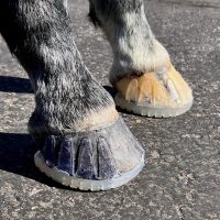 EasyShoe Octo