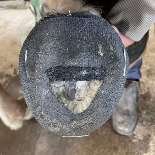 Hoof taps