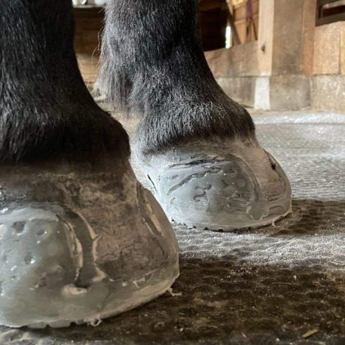 EasyShoe Versa/Carréstep Grip Glue