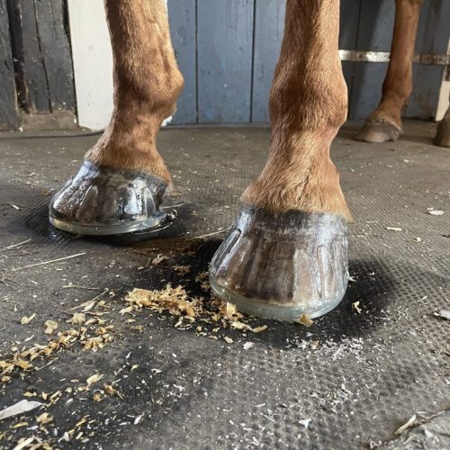 Hästhov med Easyshoe.