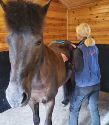 Behandlar hästens kropp med genuin svensk hästmassage, laser och el-terapi.