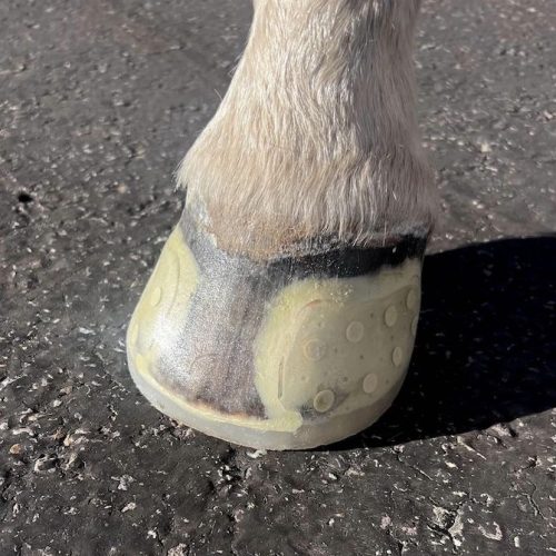 EasyShoe Speed