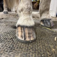 Limskokurs 2.0 online